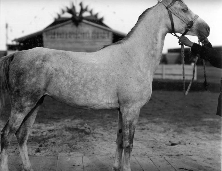Конь Сеглауий, 1900-е