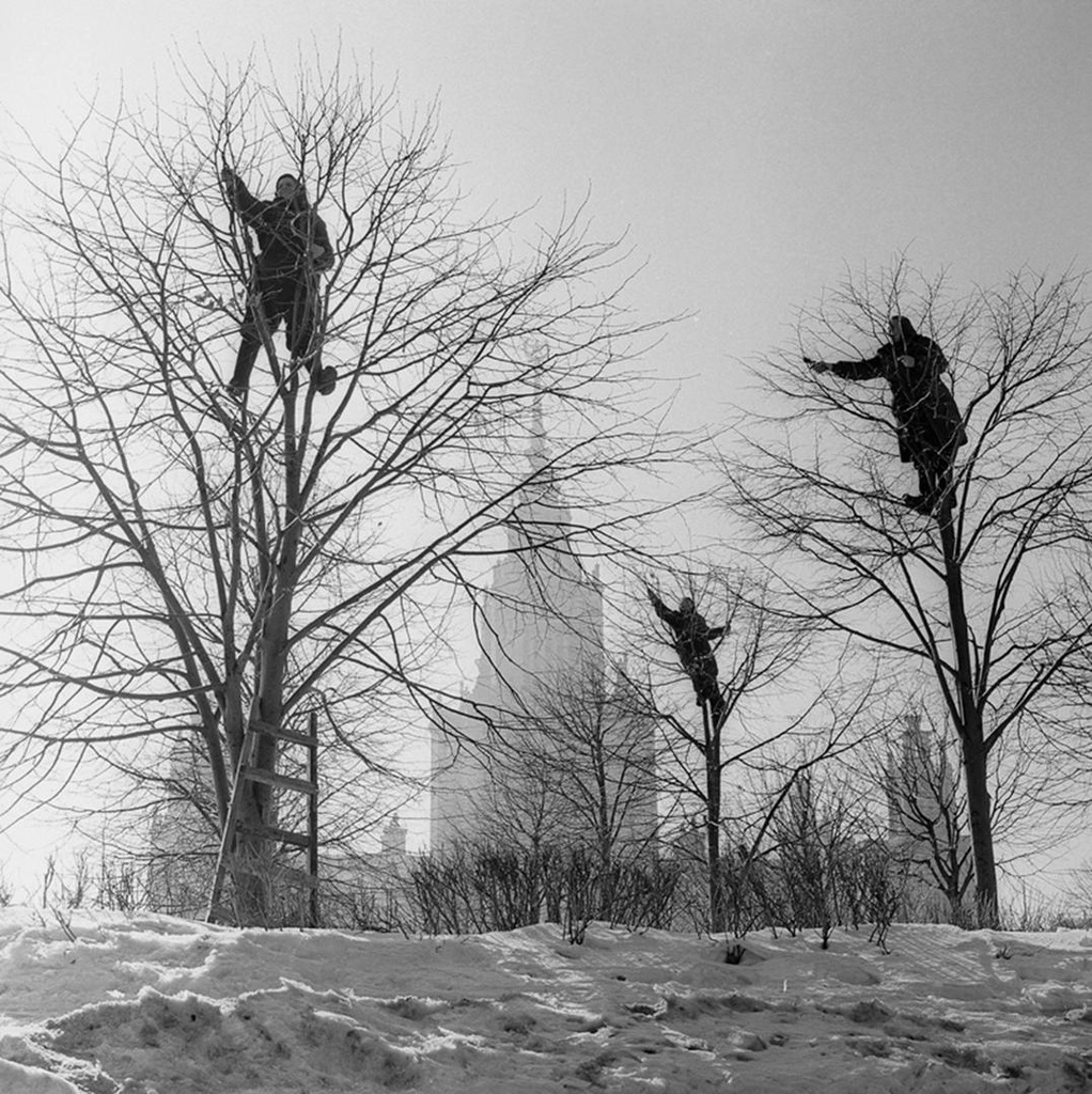 «Грачи прилетели». Весна в парке МГУ, 1960-е, г. Москва. Выставки «Охота за светом»&nbsp;и «15 лучших фотографий Виктора Ахломова» с этой фотографией. 