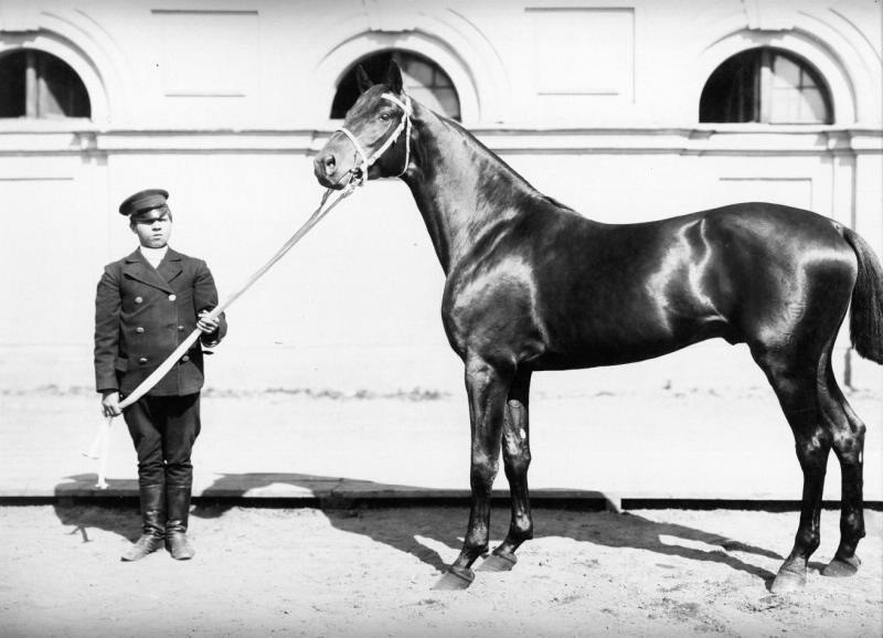Конь Гальба, 1870-е