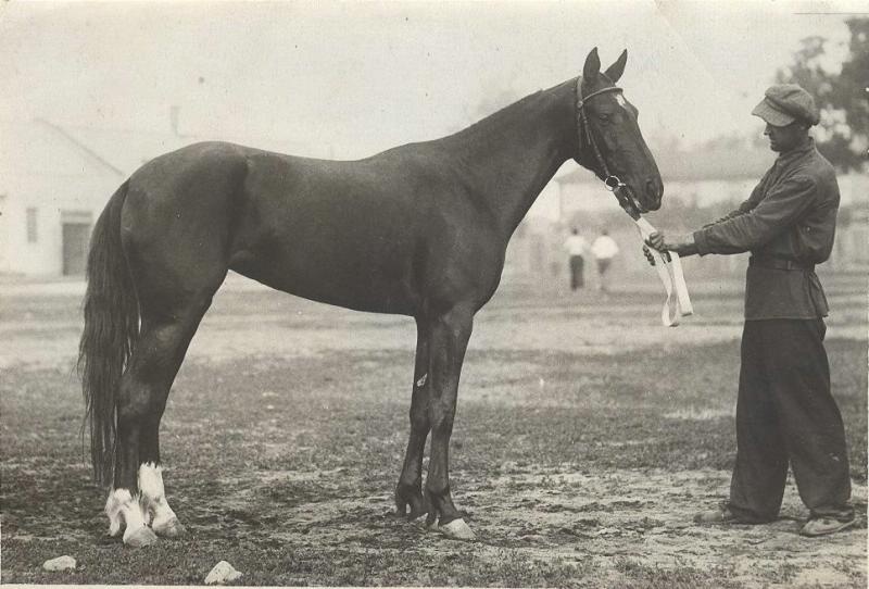 Мужчина, держащий под уздцы лошадь, 1930-е