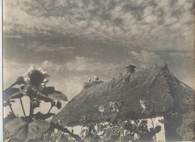 Подсолнухи, 1930-е, Украинская ССР. Видеовыставка «Николай Шестаков» с этой фотографией.