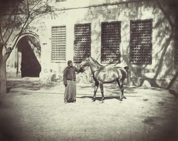 Восточный скакун, 1880-е