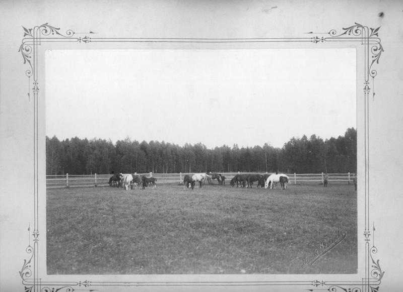 Табун лошадей в загоне на пастбище, июнь 1903