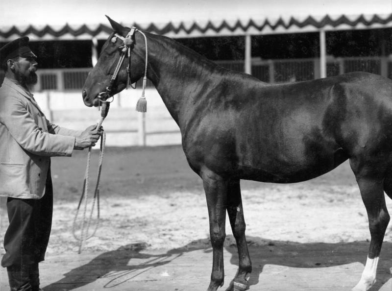 Конь Самура, 1880-е