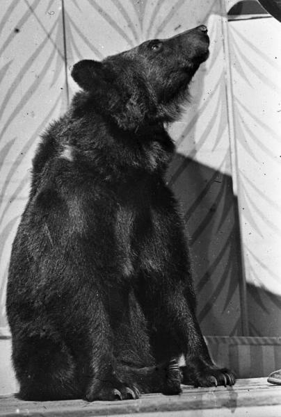 Медведь дрессировщика Иосифа Монастырского, 1958 - 1962, г. Москва