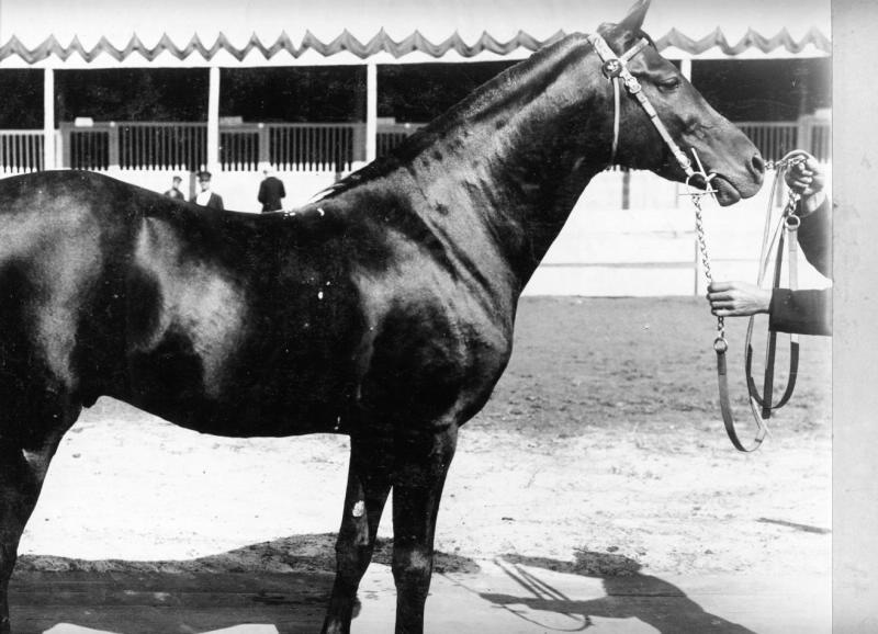 Конь Кади, 1880-е