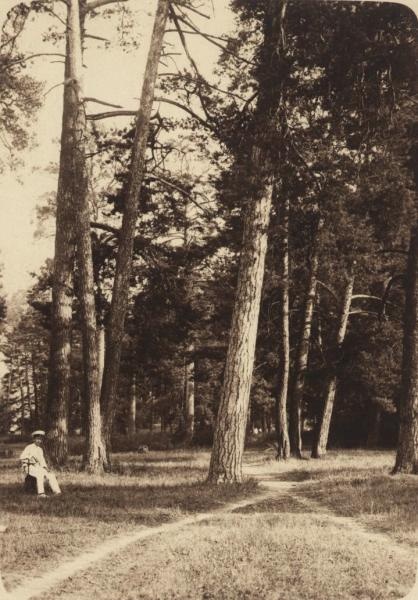 Сосновый лес, 1896 - 1903