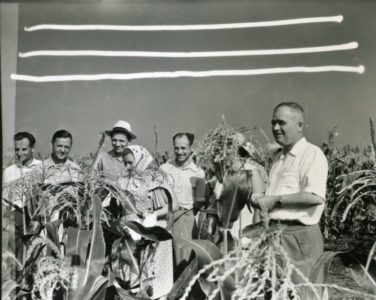На кукурузном поле, 1960 - 1965
