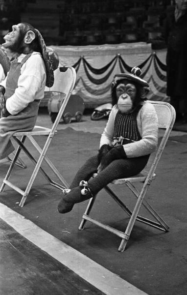 Аттракцион итальянских артистов Чиплини с дрессированными шимпанзе на манеже Московского цирка на Цветном бульваре, 1960 год, г. Москва