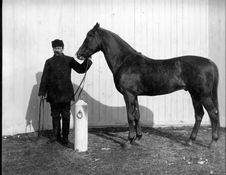 Жеребец Ханжар, 1900-е