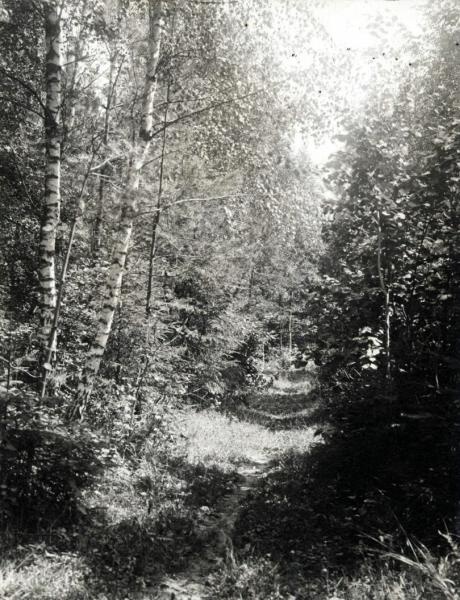 Лесная тропинка, 1891 - 1903