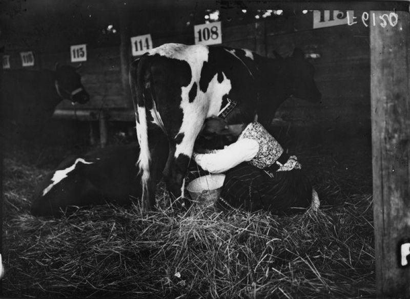 На сельскохозяйственной выставке. Эстонка доит корову, 1912 год, Эстляндская губ.. Выставка «Пейте, дети, молоко – будете здоровы!» с этой фотографией.