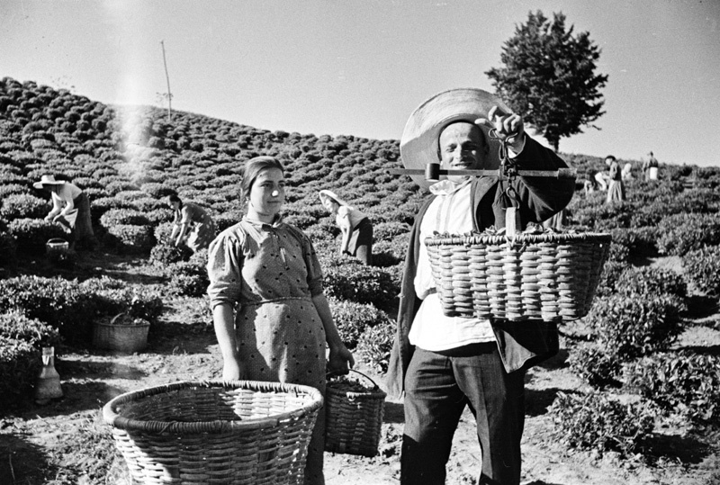Колхозы Аджарии, 1938 год. Выставка «Завесьте, будьте добры...» с этой фотографией.&nbsp;
