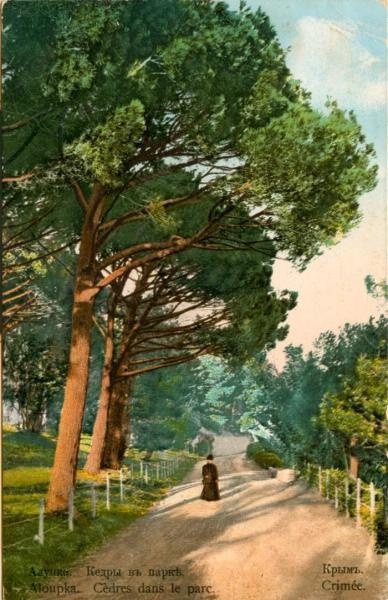 Кедры в парке, 1900-е, Таврическая губ., Крымский п-ов, Алушта