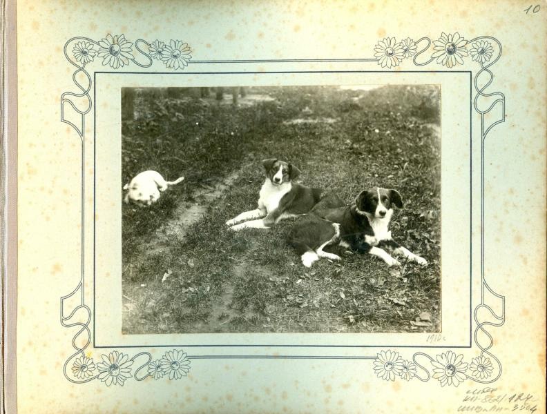 Собаки, 1910 год