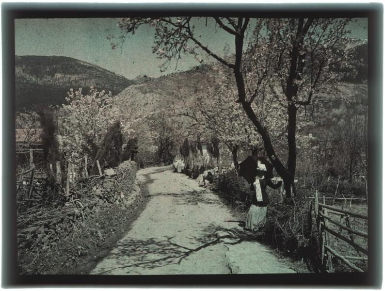 Крымский пейзаж, 1910-е, Таврическая губ., г. Ялта. Выставка «Ялта – город счастья» с этой фотографией.&nbsp;