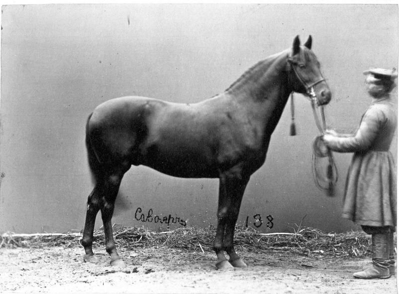 Конь Савояр, 1870-е