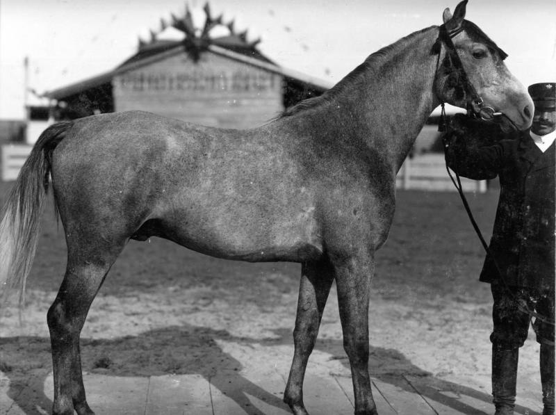 Конь Рекс, 1900-е