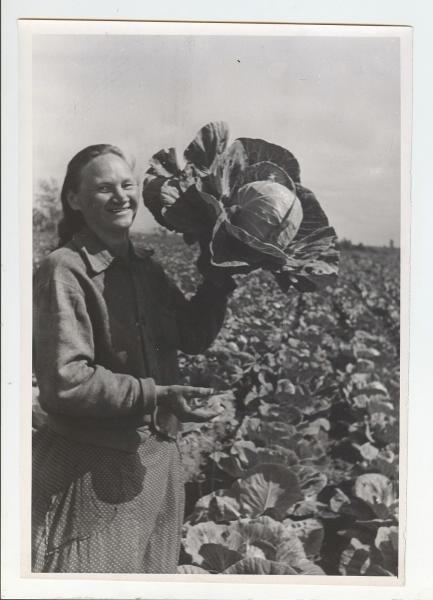 Урожай капусты, 1970-е
