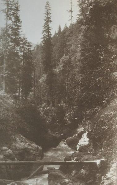 Лес по одному из притоков Ингура, река «Накра», 1928 год, Грузинская ССР, Сванетия. Из серии «Типы Сванетии, жилище, быт, культ».