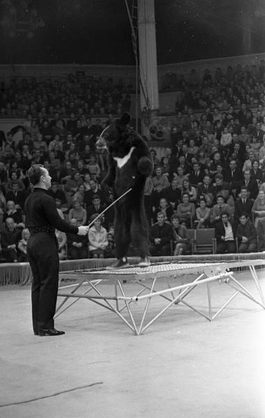 Луиджи Безано с дрессированным медведем, 1967 - 1970, г. Москва