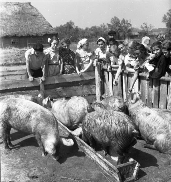 Экскурсия школьников на свиноферму, 1957 год, Тамбовская обл., колхоз «Коминтерн». 