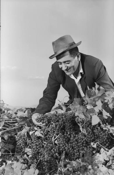 На винограднике, 1955 - 1965, Армянская ССР, Арташатский р-н, колхоз «Кахцрашен». Мужчина в пиджаке и шляпе наклонился к кусту винограда.