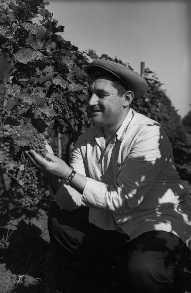 На винограднике, 1950-е, Грузинская ССР, Гурджани. Мужчина рассматривает кисть винограда.