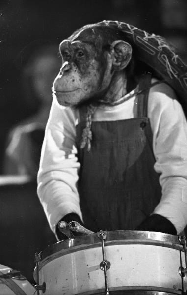 Аттракцион итальянских артистов Чиплини с дрессированными шимпанзе на манеже Московского цирка на Цветном бульваре, 1960 год, г. Москва