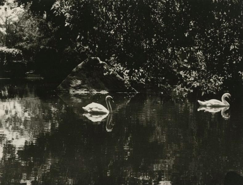 Алупка. Пруд с лебедями, 6 января 1963 - 30 июня 1963. Выставка «Лебединая песня» с этой фотографией.&nbsp;