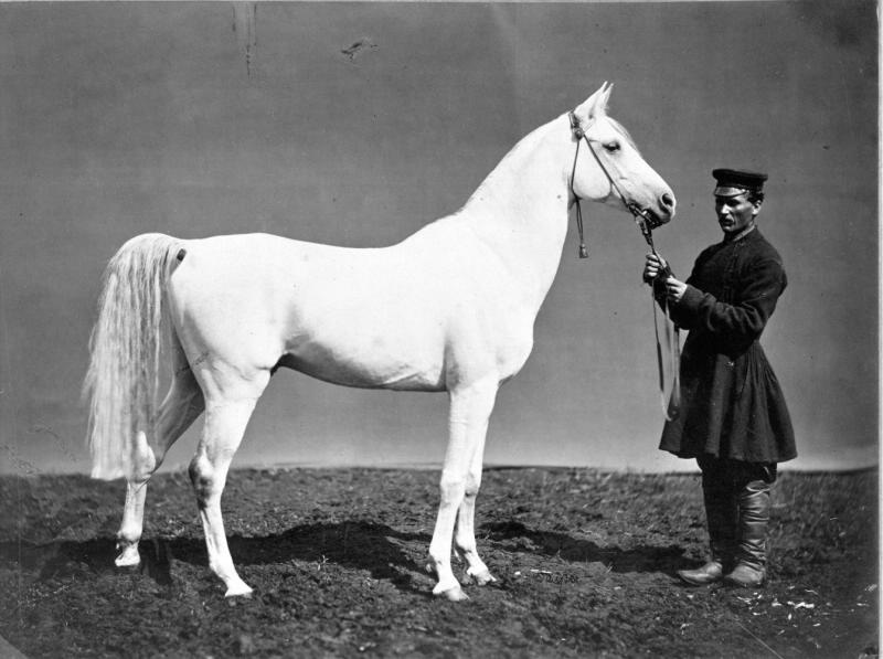 Лошадь Бахры, 1860-е. Из коллекции Великого князя Николая Николаевича.