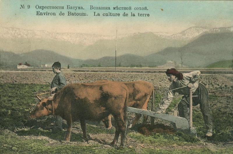 Окрестности Батума. Вспашка местной сохой, 1900-е, Батумский округ
