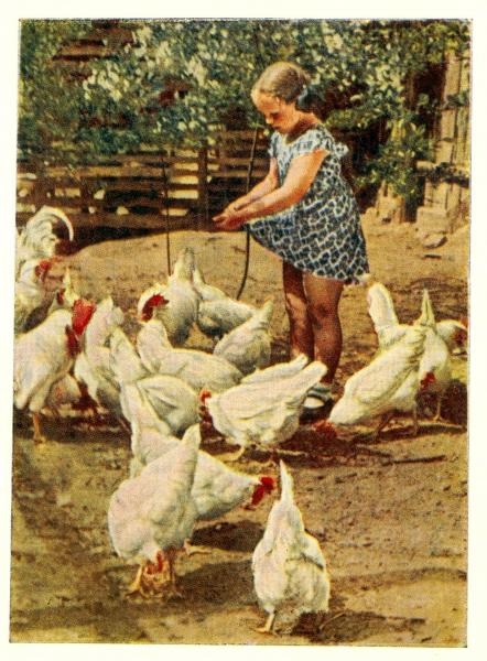 На птичьем дворе, 1955 год. Видео «Цветы жизни» с этой фотографией.&nbsp;