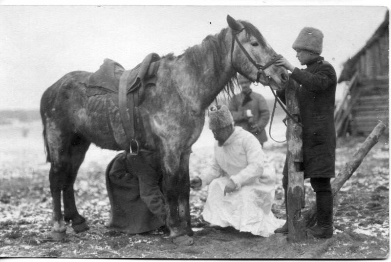 Осмотр боевой лошади ветеринаром, 1915 год. Выставки&nbsp;«Допустим, что мы останемся в живых; но будем ли мы жить?»&nbsp;и «На страже здоровья братьев наших меньших» с этой фотографией.