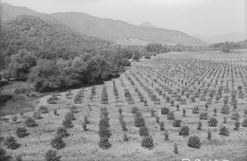 На поле с саженцами, 1955 - 1965. Вид поля с саженцами.