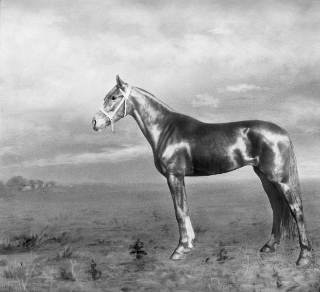 Кобыла Калифорния, 1911 год. Соленая бумага.Видео «К 180-летию фотографии. Эпизод III. "Соленая бумага"» с этой фотографией.