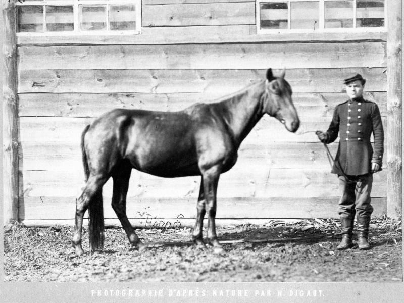 Конь Нагай, 1870-е