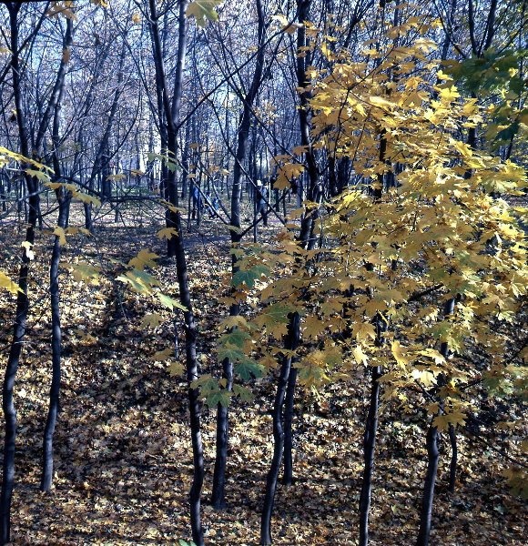 Клены. Осень, 1955 - 1965. Выставка «Золотой октябрь» с этой фотографией.