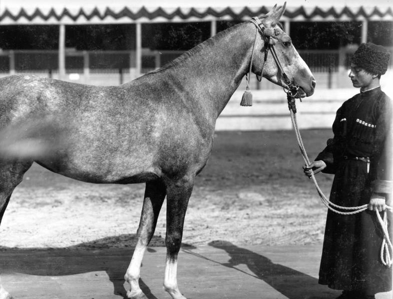 Конь Абба, 1900-е