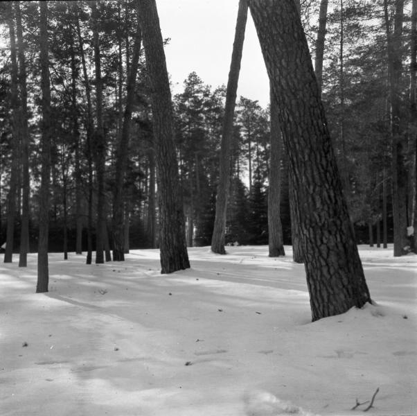 Сосновый лес против солнца, 1904 год, г. Москва, Сокольники