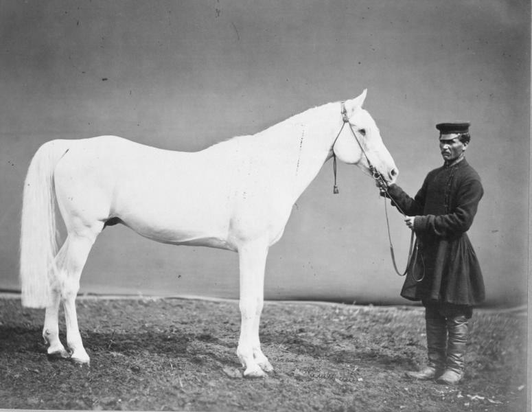 Жеребец Камил-бей, 1890-е