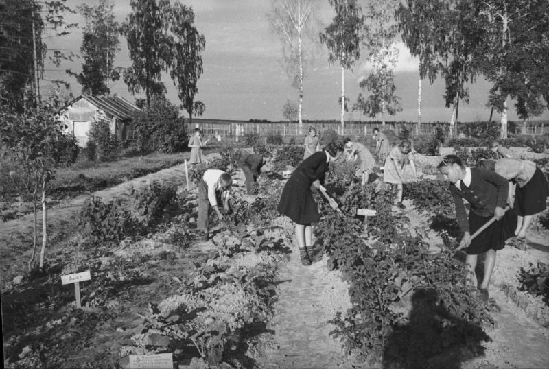 Юннаты на пришкольном участке, 1947 год, Московская обл., Раменский р-н