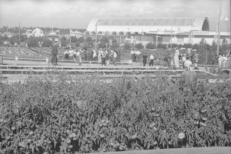 ВСХВ. Овощные поля, 1939 год, г. Москва