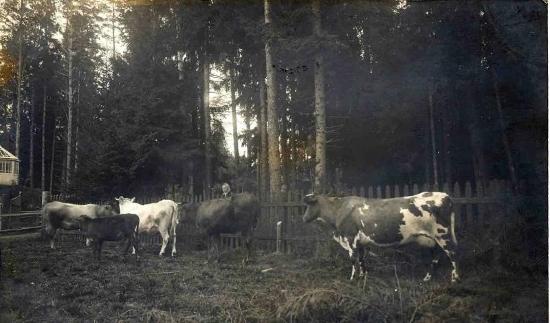 Стадо коров в лесу, 1910-е