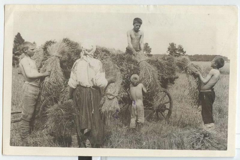 Уборка льна, 1920-е. Выставка «Новый урожай» с этой фотографией.