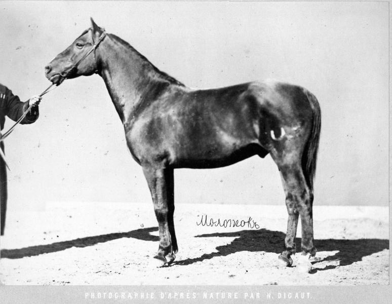 Конь Молоток, 1870-е