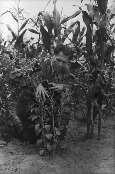 На поле с кукурузой и бобами, 1955 - 1965, Алтайский край, Барнаул. Мужчина стоит на коленях перед бобовым растением, за его спиной - кукурузное поле.