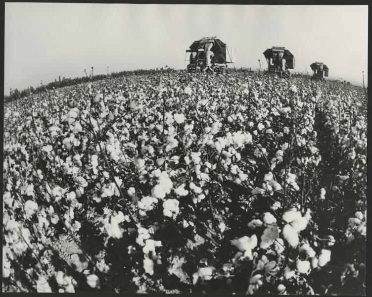 Урожай хлопка, 1980-е, Узбекская ССР