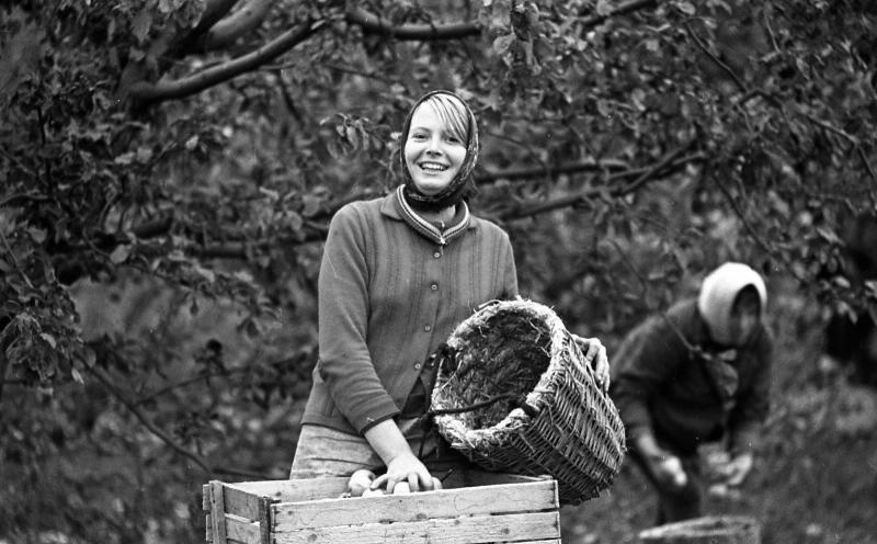 Сбор яблок, 1970-е. Выставка «Новый урожай» с этой фотографией.