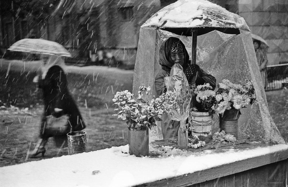 Астры под снегом, 1983 год, г. Новокузнецк. Выставка «Топ-10 фотографий с зонтиком» с этой фотографией.